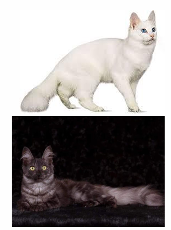 <p>Name and category </p>