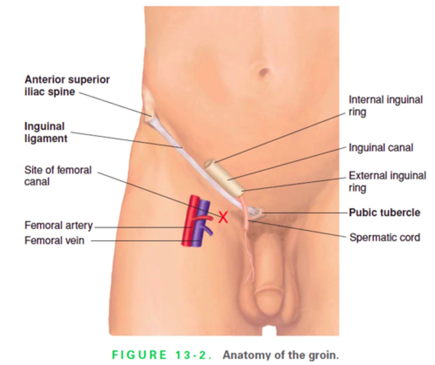 <p>groin</p>