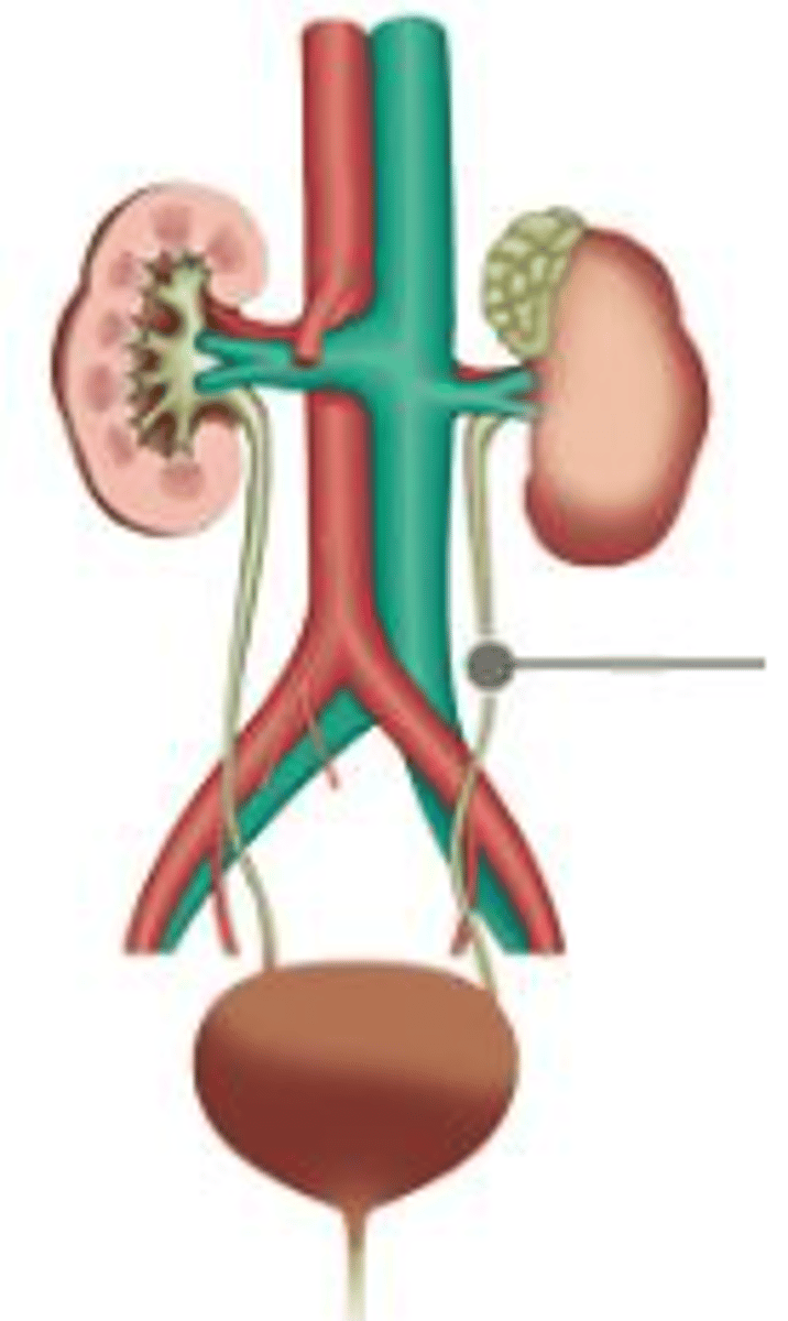 <p>(niệu quản)The ______ is the tube that carries urine from the kidney to the urinary bladder.</p>
