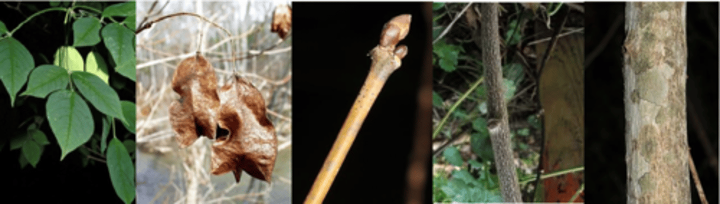 <p>Leaves: opposite; pinnately compound with three (rarely 5) ovate or obovate leaflets that are 2-4” inches long; serrate margins. </p><p>Twig: slender, green to brown in color, with a large white pith; buds are in pairs of brown, 4-scaled, ovoid/globose and may be stalked. </p><p>Flower: Green-white, bell-shaped and small, borne on dangling 2 inch long panicles in spring. </p><p>Fruit: a very unique 1½”, 3-lobed, papery capsule that looks inflated. The inflated bag contains several hard, small brown seeds, maturing in September. </p><p>Bark: green-gray in color with white furrows. </p><p>Form/Silvics: large shrub or small tree that is heavily branched and suckers readily, forming a thicket.</p>