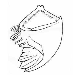 <p>What is this structure called?</p>
