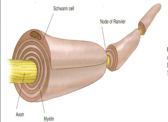 <p>Impulse conduction on myelinated nodes can "jump" from node to node where there are no myelinated sheets which increases the speed of nerve conduction (this is called</p><p>_______ ______)</p>