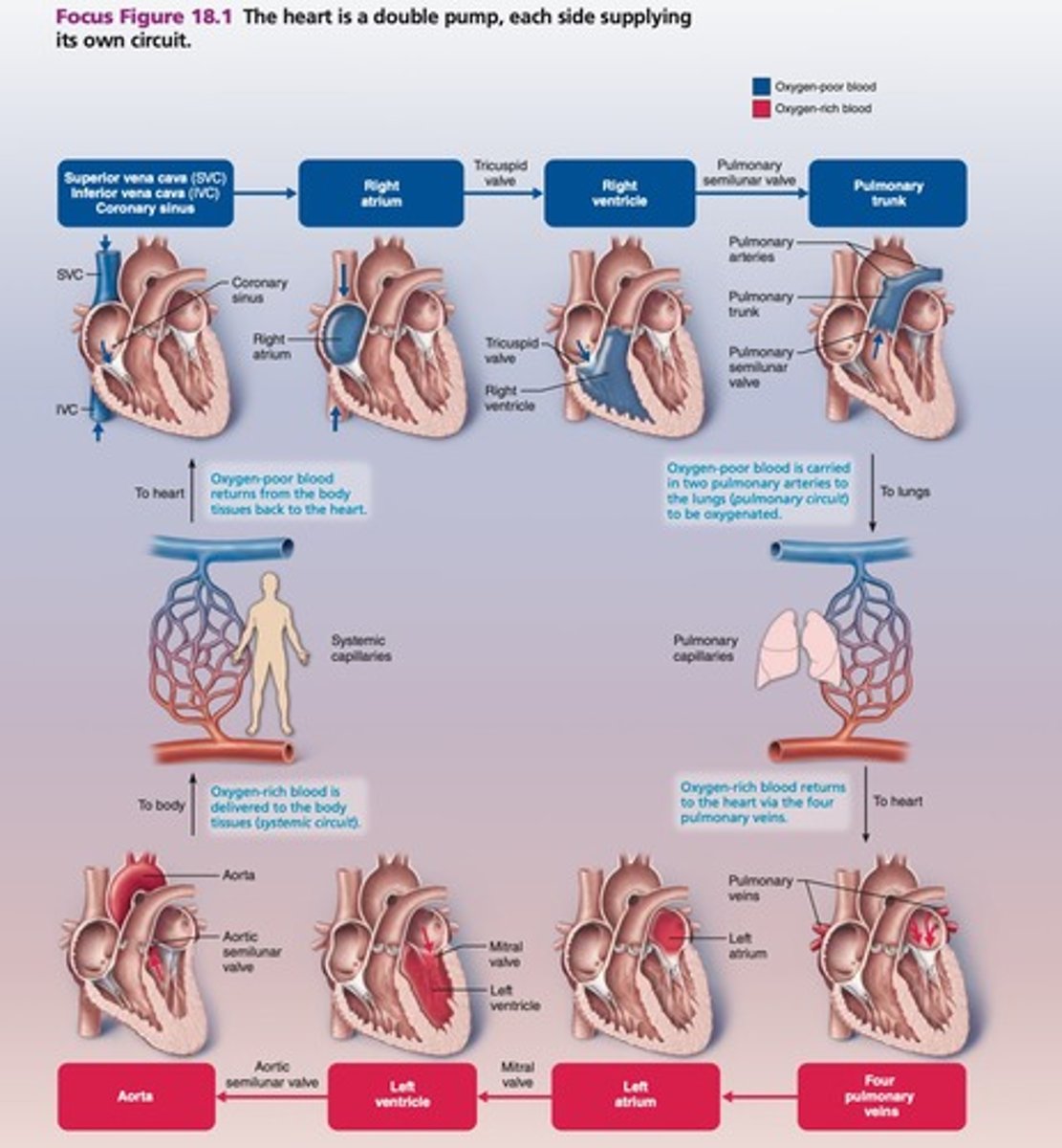 <p>Pathway: SVC/IVC + coronary sinus → right atrium → tricuspid AV valve → right ventricle → pulmonary SL valve → pulmonary trunk → pulmonary arteries → lungs → pulmonary veins → left atrium.</p>