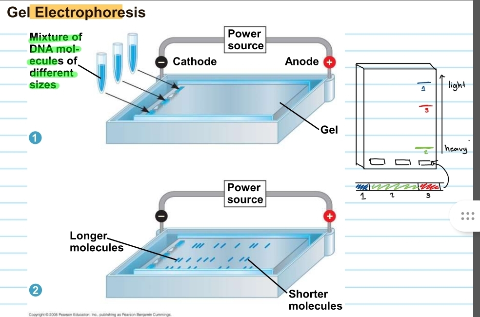 <p>how does the gel electrophoresis work?</p>