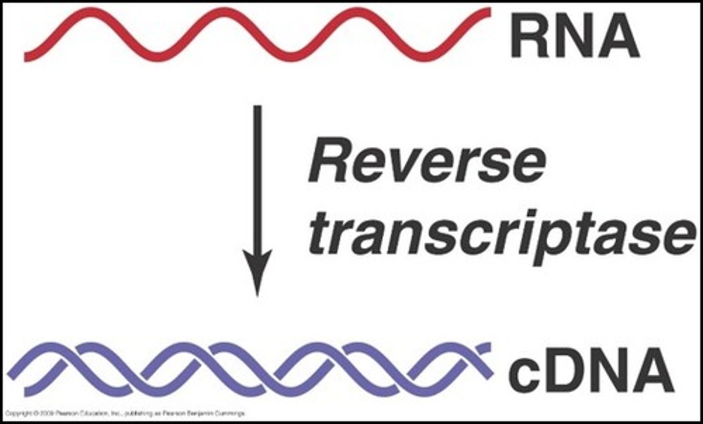 <p>An enzyme encoded by some certain viruses (retroviruses) that uses RNA as a template for DNA synthesis.</p>