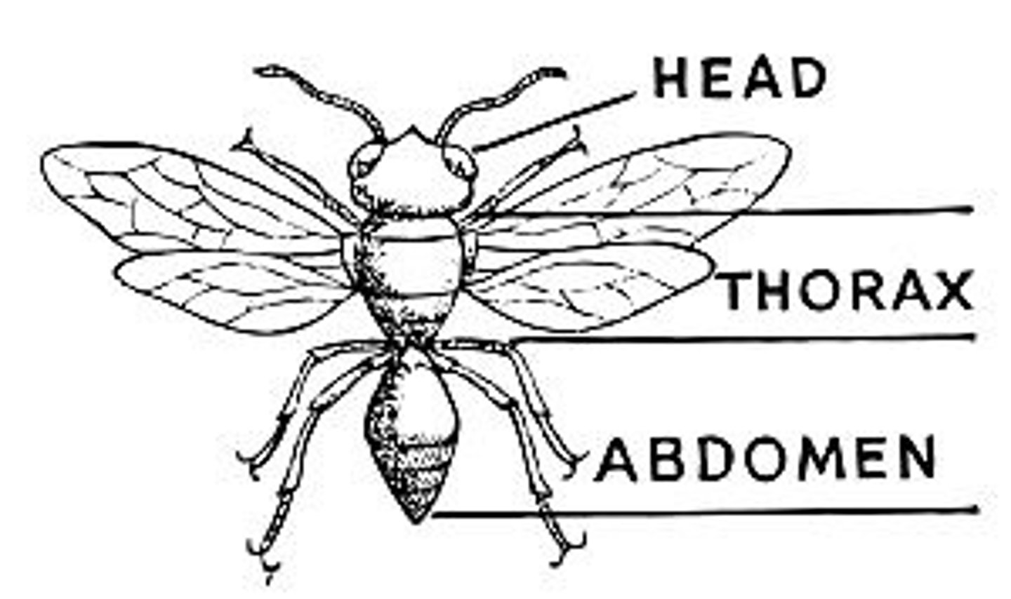 <p>this has 3 segments</p><p>-prothorax</p><p>-mesothorax</p><p>-metathorax</p>