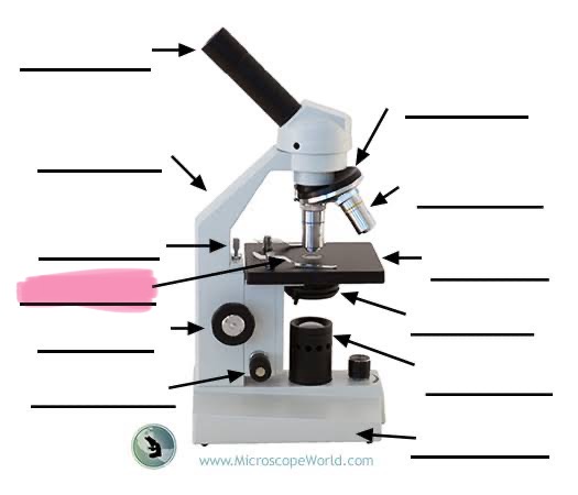 <p>label the highlighted </p>