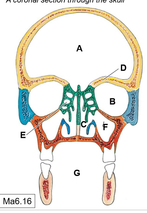 <p>B</p>