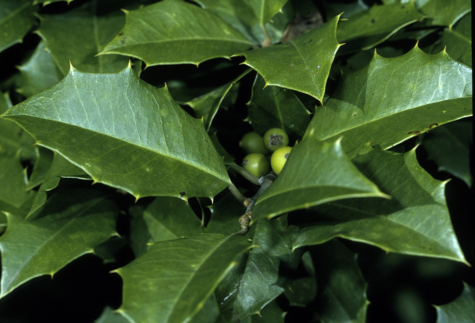 <p>American Holly</p>