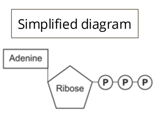 <p><strong><u>Chemical energy [1]</u></strong> in the form of the <strong>nucleotide adenosine triphosphate (ATP) [1]</strong></p><p><strong>adenine + ribose + 3 phosphates</strong> [1]</p><p>Properties: <strong>unstable, readily releases energy</strong> [1]</p><div data-type="horizontalRule"><hr></div><p>Include the full name of ATP (adenosine triphosphate) and that it is a nucleotide. Students should appreciate the properties of ATP that make it suitable for use as the energy currency within cell</p>