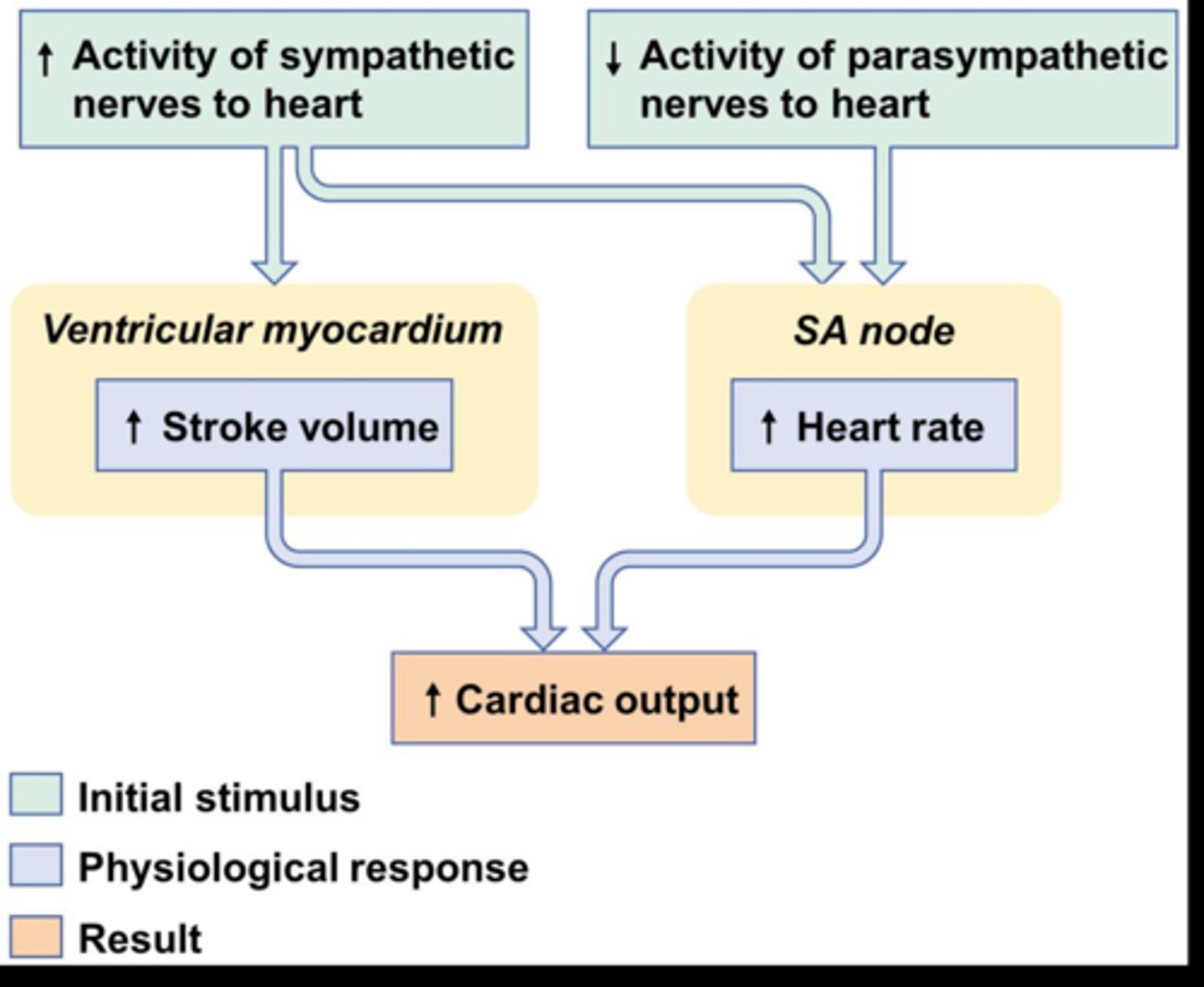 <p>Increases heart rate (through AP control) and contractions (SV) via cardiac accelerator nerves</p>