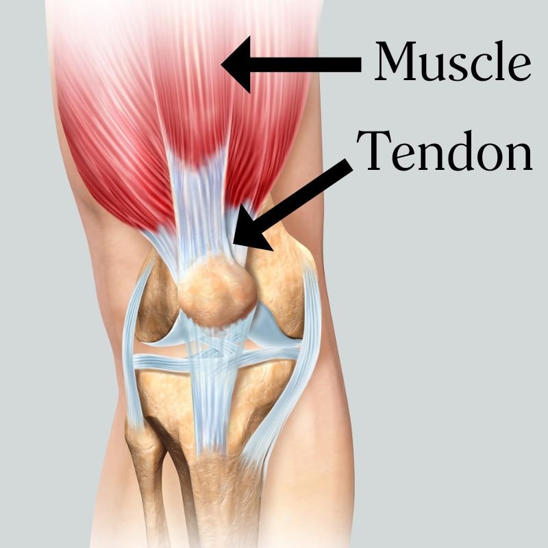 <p>tendon </p>