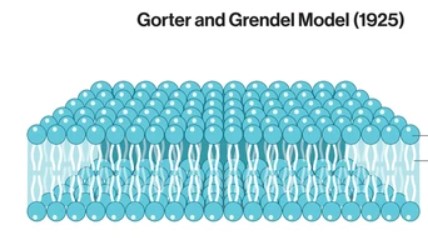 <p><span style="background-color: transparent;">En la década de 1920, </span><span style="background-color: transparent; color: rgb(0, 0, 0);"><mark data-color="#cccb2d" style="background-color: rgb(204, 203, 45); color: inherit;">Gorter y Grendel</mark></span><span style="background-color: transparent;"> extrajeron los fosfolípidos de la membrana plasmática de los glóbulos rojos de la sangre y calcularon que el área que ocupaban los fosfolípidos cuando estaban en una monocapa era dos veces mayor que el área de la membrana plasmática. De ahí dedujeron que la membrana contenía una bicapa de fosfolípidos.</span></p>