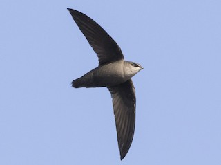 <p>Chimney Swift</p>