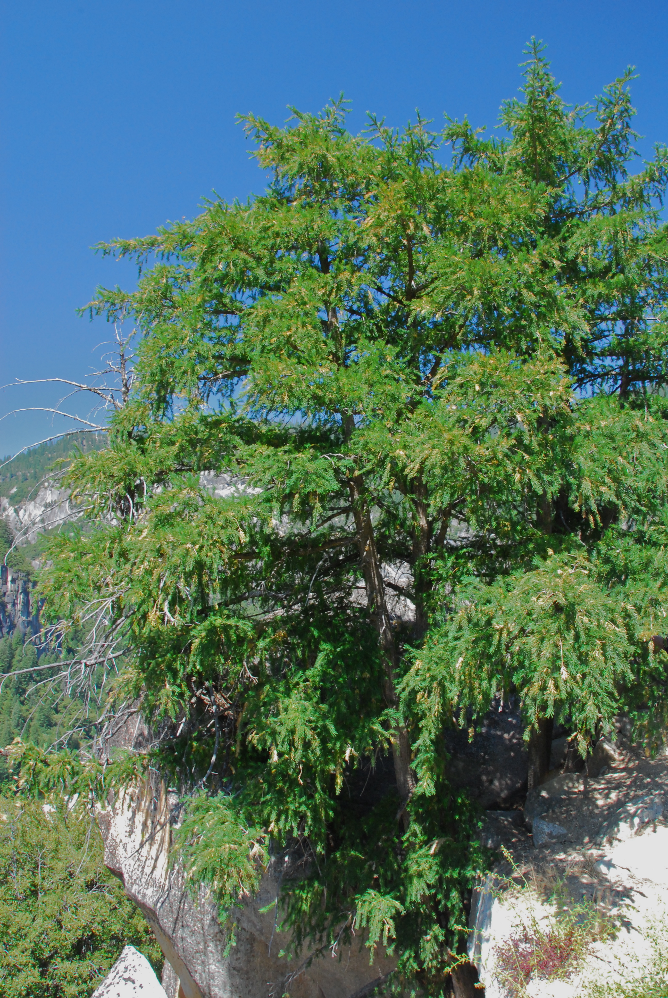 <p>Torreya californica</p>