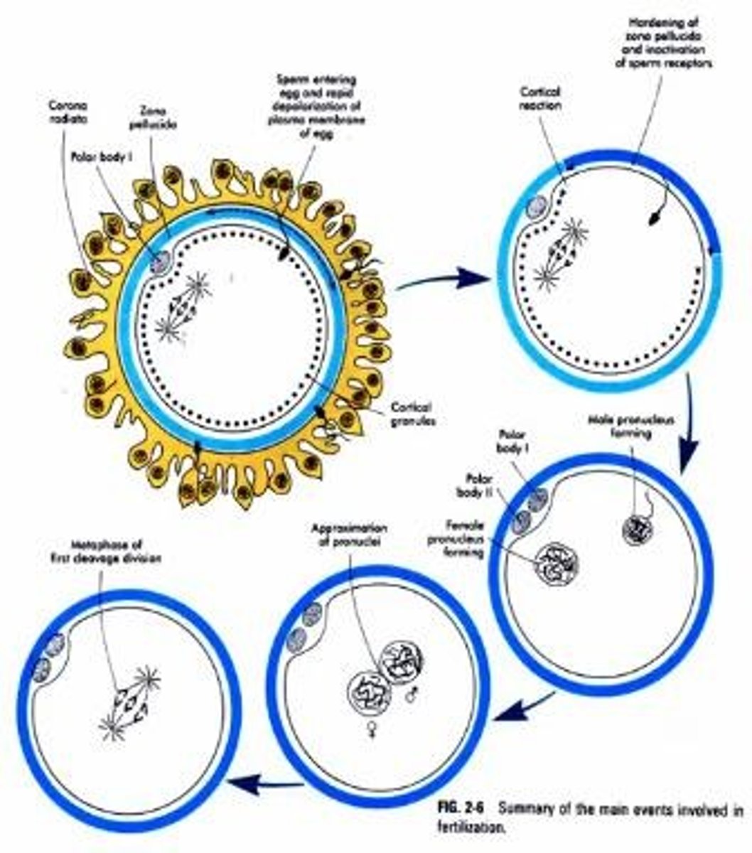 <p>Completion of the second meiotic block, restoration of diploid chromosome number, determination of embryo sex, and metabolic activation of the fertilized oocyte.</p>