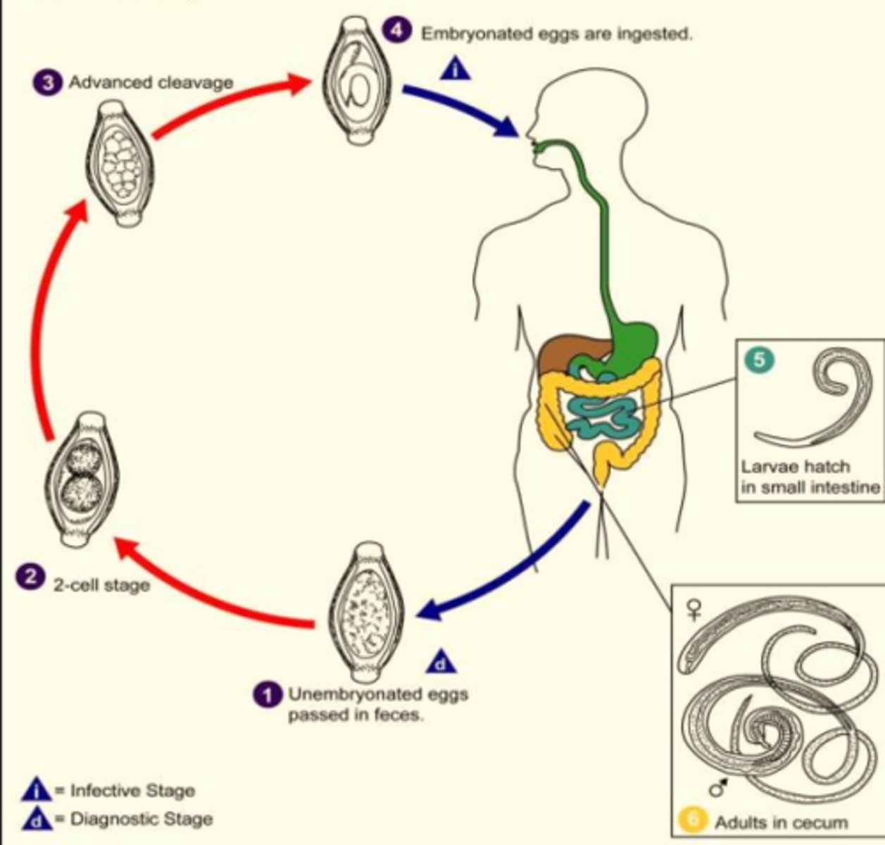 knowt flashcard image