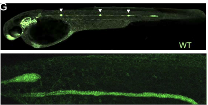<p>movements of the cells can be _________ and are responsible for building structures and organs. Collectives of cells can be polarized, for example</p>