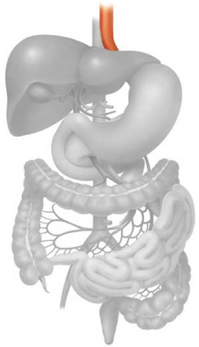 <p>4 layers<br>1. Mucosa<br>2. Submucosa ( glands, connective tissue, blood vessel, lymph)<br>3. Circular + Long muscles<br>4. Serosa (Connective tissue)<br>Peristalsis: contractions allowing food to move down</p>