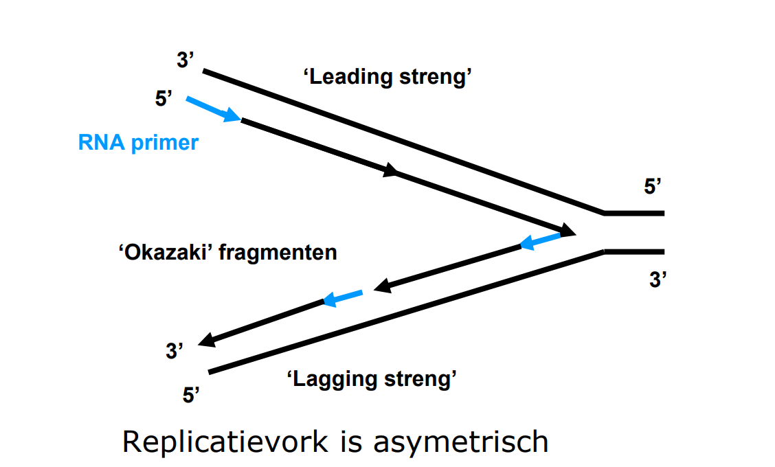 3'--\>5' streng; DNA polymerase loopt hierop in de tegenovergestelde richting als de replicatie vork dus maakt het de nieuwe streng in stukjes (--\> Okazaki fragments)
