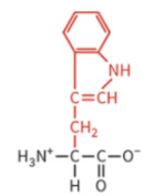 <ul><li><p>nonpolar side chain </p></li><li><p>hydrophobic</p></li><li><p>no H-bond</p></li></ul><p></p>