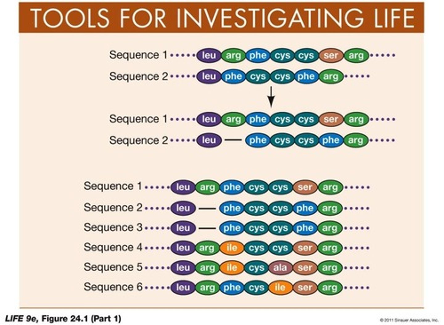 <p>A technique to determine deletions and insertions since two species diverged by adding gaps and aligning sequences.</p>