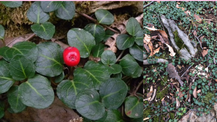 <p>What is the scientific name (genus and specific epithet) of this plant species?</p>