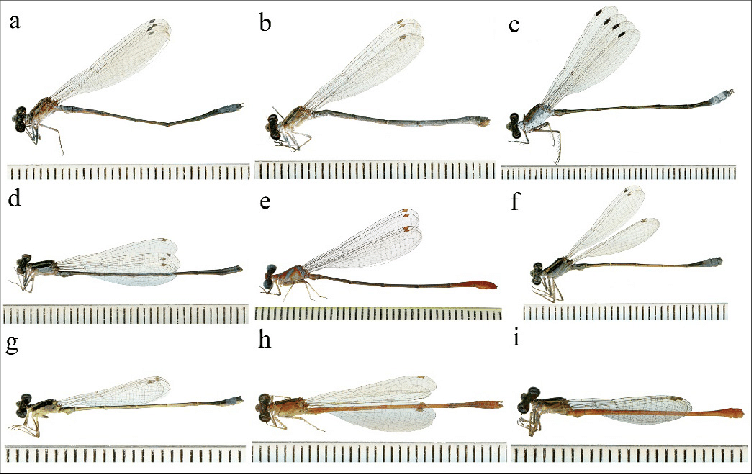 <p>Damselflies</p>