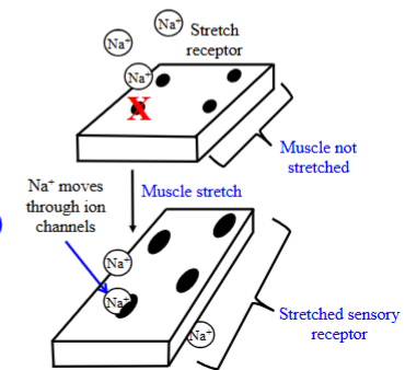 <ul><li><p>When the muscle is not stretched, the Na⁺ cannot casually flow inside as it is too large. </p></li><li><p>When the muscle is stretched, the sensory receptor enlarges. </p></li><li><p>When this occurs, the Na⁺ can go through the pores of the receptor. </p><ul><li><p>Increased Na⁺ permeability.</p></li></ul></li><li><p>Goes from the ECF to the ICF.</p></li></ul><p></p>