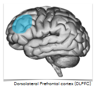 <p>Dorsolateral prefrontal cortex</p><p>Executive control: setting intentions, controlling behavior (multitasking)</p>