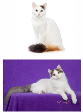 <p>name and category </p>