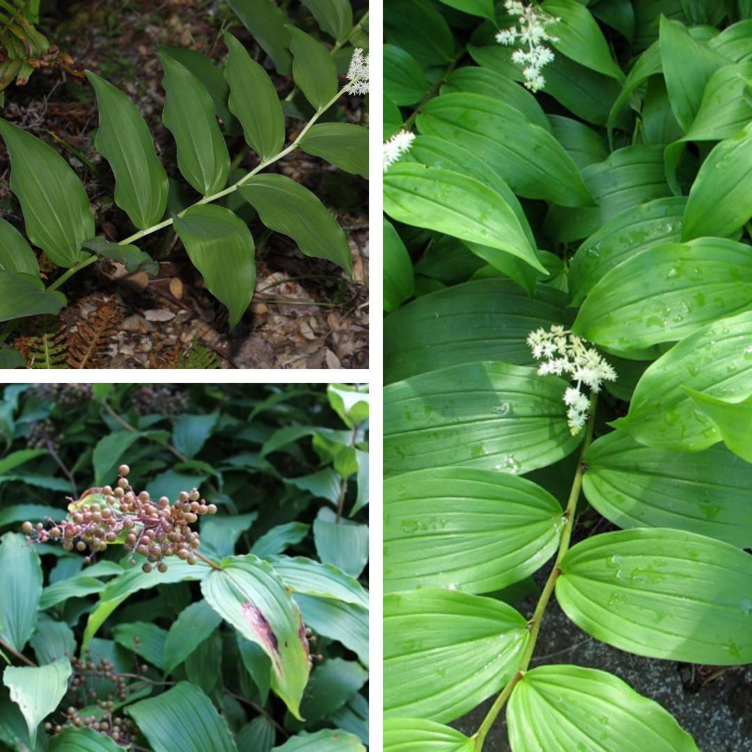 False Solomon’s Seal

White/red / red, berries at the tips, white flowers, fuzzy alternate, parrallel leaves