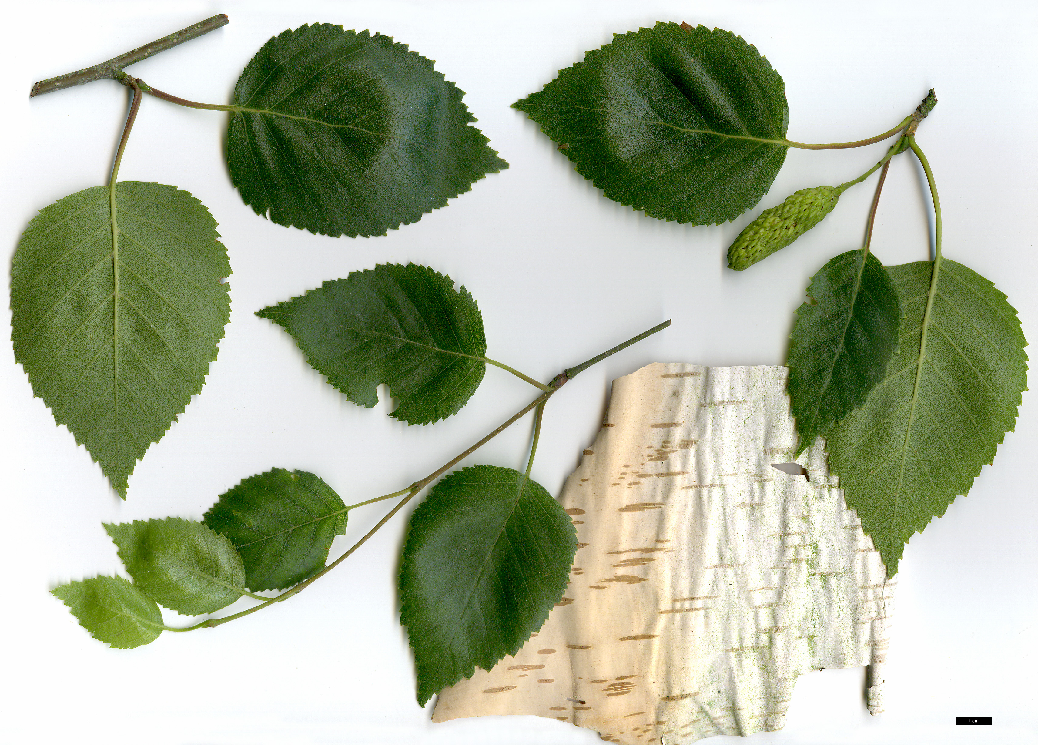 <p>nie patrz na korę </p>