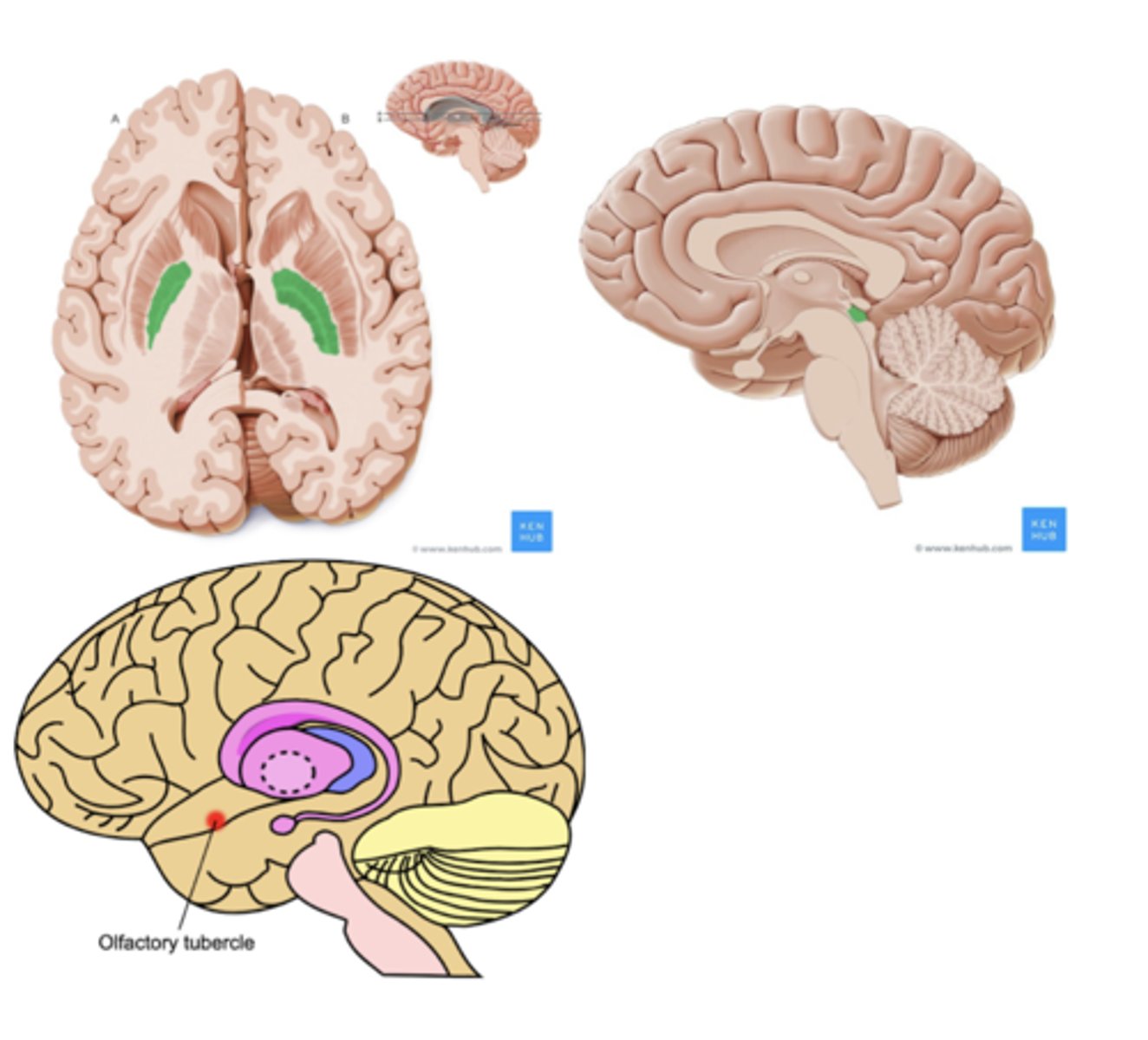 <p>1. superior colliculus</p><p>2. olfactory cortex</p><p>3. ventral pallidum</p>