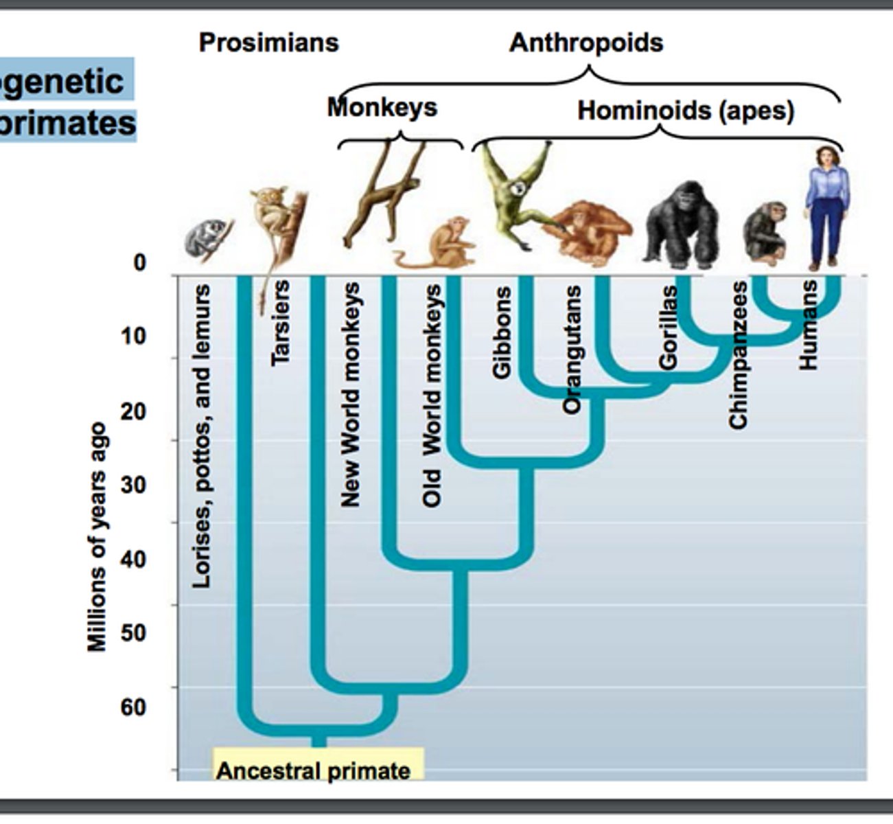 <p>Genetic and fossil evidence suggests apes evolved between 25-30 mya</p><p>Apes begin as a specialized branch of anthropoids, follow by adaptive radiation</p><p>-recent finds in Tanzania identified distinct OWM and Hominoid fossils dating to 25 mya</p>