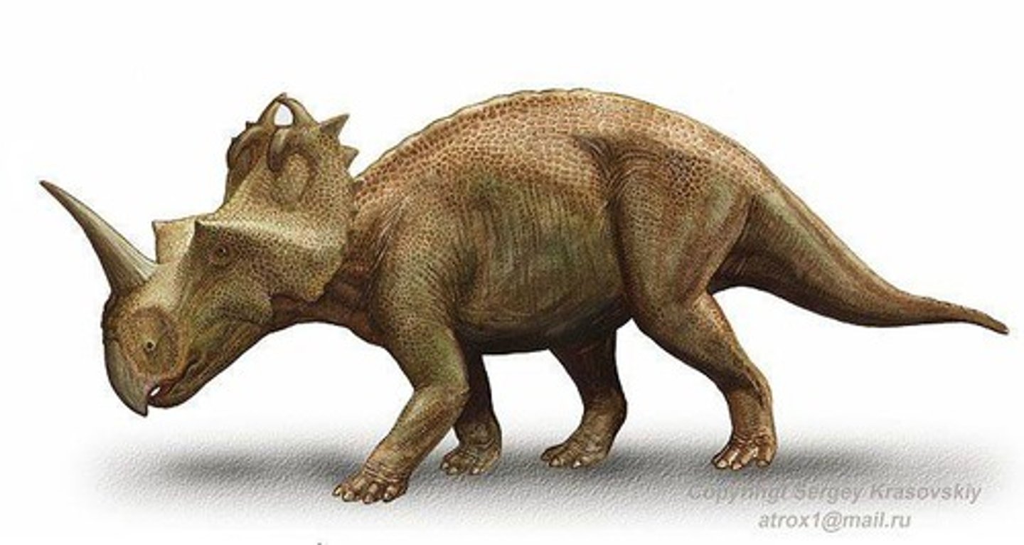 <p>For display because there is so much variation among species of ceratopsians that if it was for heat release or even defense, why would there be so much variation among them.</p>