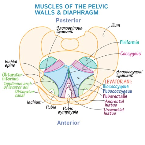 <p>82. The levator ani muscle</p><p>A. has no attachment to bone inside the pelvis F</p><ul><li><p><strong>levator ani</strong> does attach to pelvic bones, mainly the <strong>pubis</strong> and the <strong>tendinous arch of the obturator internus fascia</strong> on the pelvic side wall.</p></li></ul><p>B. is supplied by nerves from the lumbar plexus F</p><ul><li><p>levator ani is mainly innervated by the <strong>nerve to levator ani</strong>, from the <strong>sacral plexus (S3–S4)</strong>, <strong>not the lumbar plexus</strong></p></li></ul><p>C. has no sphincter action in relation to the rectum or anal canal F</p><ul><li><p>levator ani contributes to <strong>sphincter function</strong>, particularly by supporting and constricting the anal canal (part of the pelvic diaphragm)</p></li></ul><p>D. plays no part in maintaining the position of the uterus F</p><ul><li><p>levator ani <strong>supports pelvic organs</strong>, including the uterus, helping maintain their position</p></li></ul><p>E. consists of smooth muscle F</p><ul><li><p>levator ani is a <strong>skeletal muscle</strong></p></li></ul><p></p>