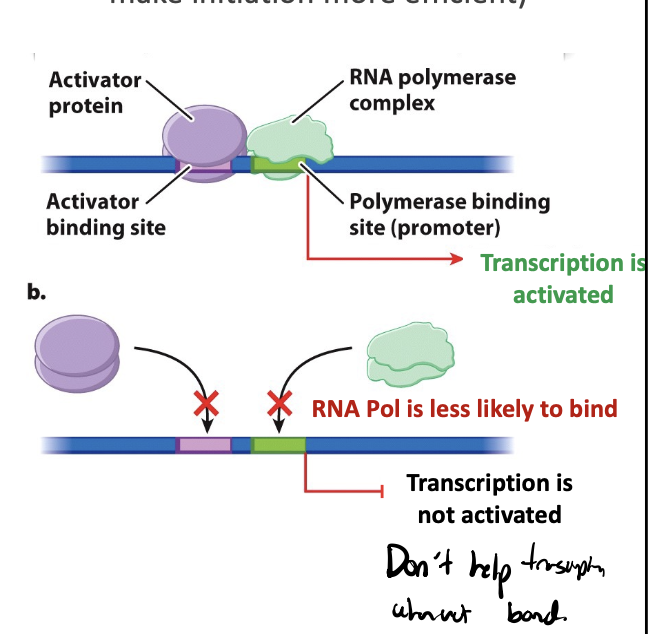 <p>protein that promotes transcription; helps recruit RNA polymerase or make initiation more efficient</p>