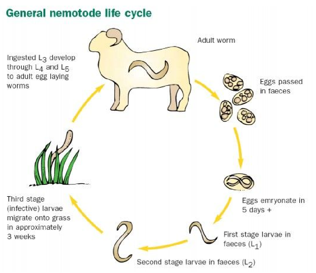 <p>roundworms (non-segmented, symmetrical worms, move in S shape motion)</p><p>GIT (pinworms) or heart (heartworms)</p><p>either</p><p>eggs pass in feces, hatch in environment → ani eats them on pasture</p><p>regular deworming (be careful, nematodes are known to become resistant to LA dewormers!!), remove feces daily, pasture mngmt, prevent pets from eating poop</p>
