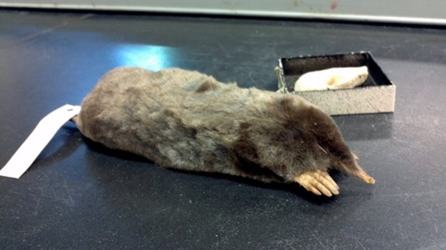 <p>Scalopus aquaticus</p>
