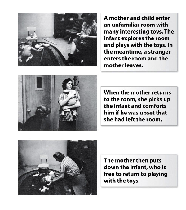 <p>Ainsworth examines the quality of infants’ attachment to their primary caregivers: Infants (1 year old) are exposed to various episodes, there are 2 separations and 2 reunions with the primary caregiver, there are interactions with a stranger (both alone and with the primary caregiver present). Three attachment categories were discovered, and one further category of attachment was added later. </p><p>Ainsworth was interested to see how the infants would react when the mother left the room. Ainsworth argued that you could use these reactions to determine the quality of attachment between an infant and their caregiver.</p><p>The attachment styles found were: secure, ambivalent, avoidant, and disorganised.</p>