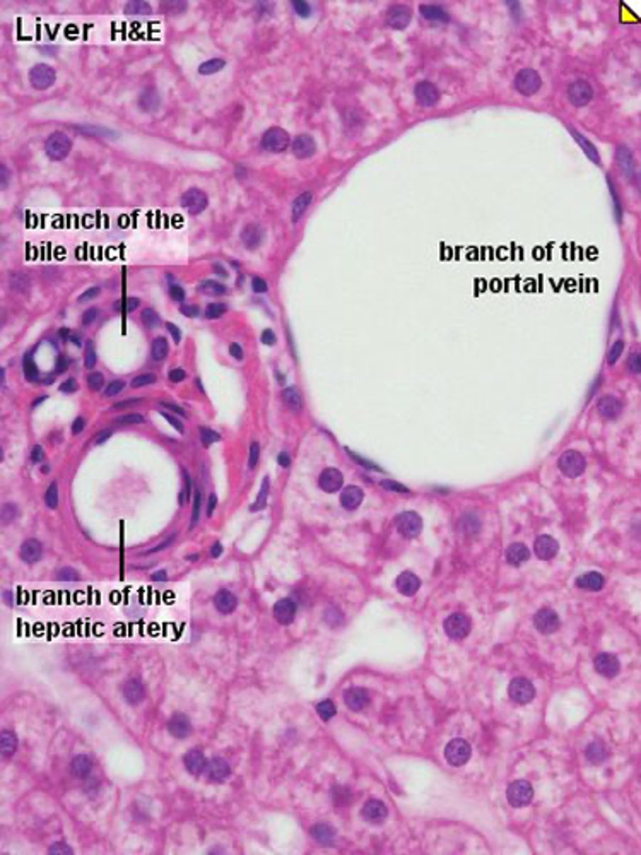 <p>Transports bile produced by hepatocytes (drained into the bile duct within the portal areas) away from the liver into the gallbladder or directly to the small intestine (duodenum). </p><p>- gallbladder</p><p>- duodenum </p><p>Bile is crucial for the digestion and absorption of fats.</p>