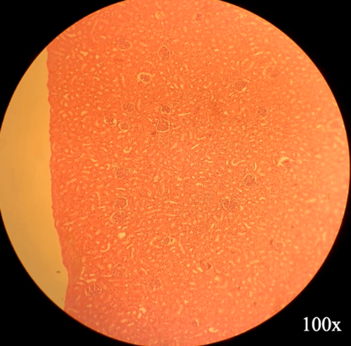 <p>Name the organ</p>