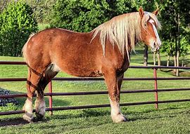 Draft

Origin: Belgium

Color: chestnut with flaxen mane and tail

Heaviest of the draft horses

used most often for work