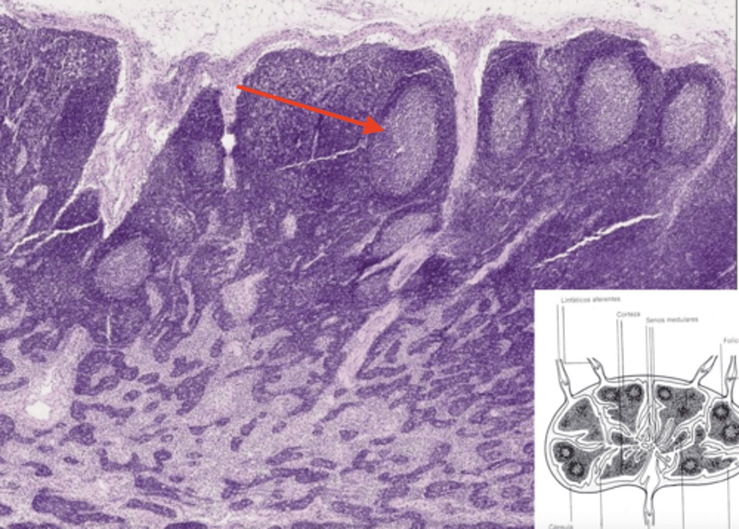 <p>this part of the parenchyma is organized into_____ (nodules, acini, or cords)</p>