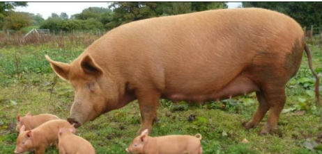 <p>Tamworth</p><p></p><p><strong>Origin:</strong>&nbsp;Ireland&nbsp;</p><p><strong>Color:</strong>&nbsp;Red</p><p><strong>Body:</strong>&nbsp;Upright ears</p><p><strong>Traits:</strong>&nbsp;Believed to most closely resemble the original European forest swine breeds, which makes them well-suited for growing in the woods/outdoor life.</p>