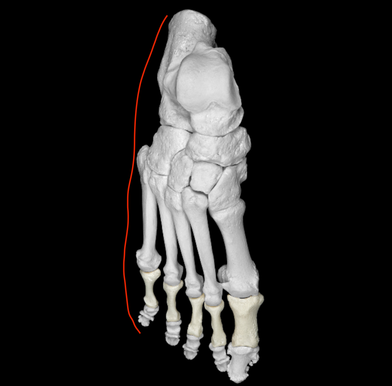 <p>bend from calcaneus to end of digit V on foot </p>
