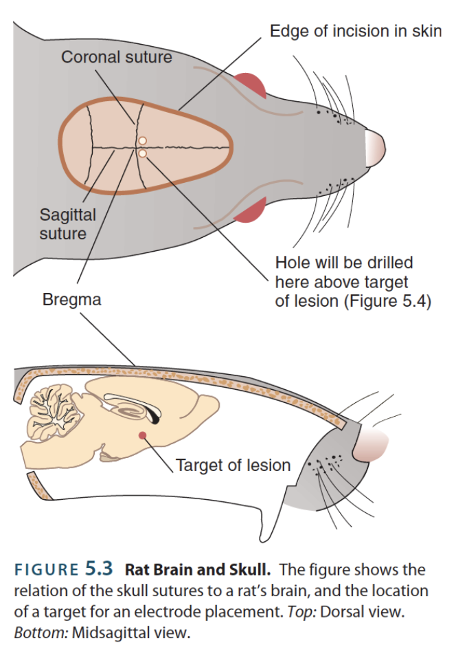 <p>→ surgical intervention that uses a <strong>stereotaxic apparatus</strong> to administer electrical or chemical stimulation</p><ul><li><p>Injections: drugs, viruses, tracers, etc.</p></li><li><p>Implantations: cannula, electrodes, fiber optic cables, wires, etc.</p></li><li><p>Lesions: radiofrequency, excitotoxic, reversible, etc.</p><p></p></li><li><p><strong>Bregma</strong> → junction where pieces of the skull fuse together; often used as a reference point for stereotaxic surgery</p></li></ul><p></p>