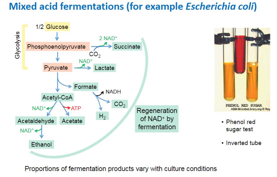 <p>Mixed acid fermentation</p>