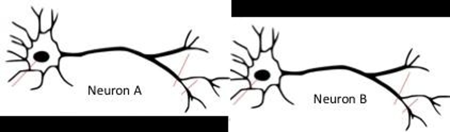 <p>Neurons form precise connections with specific other neurons rather than random ones.</p>